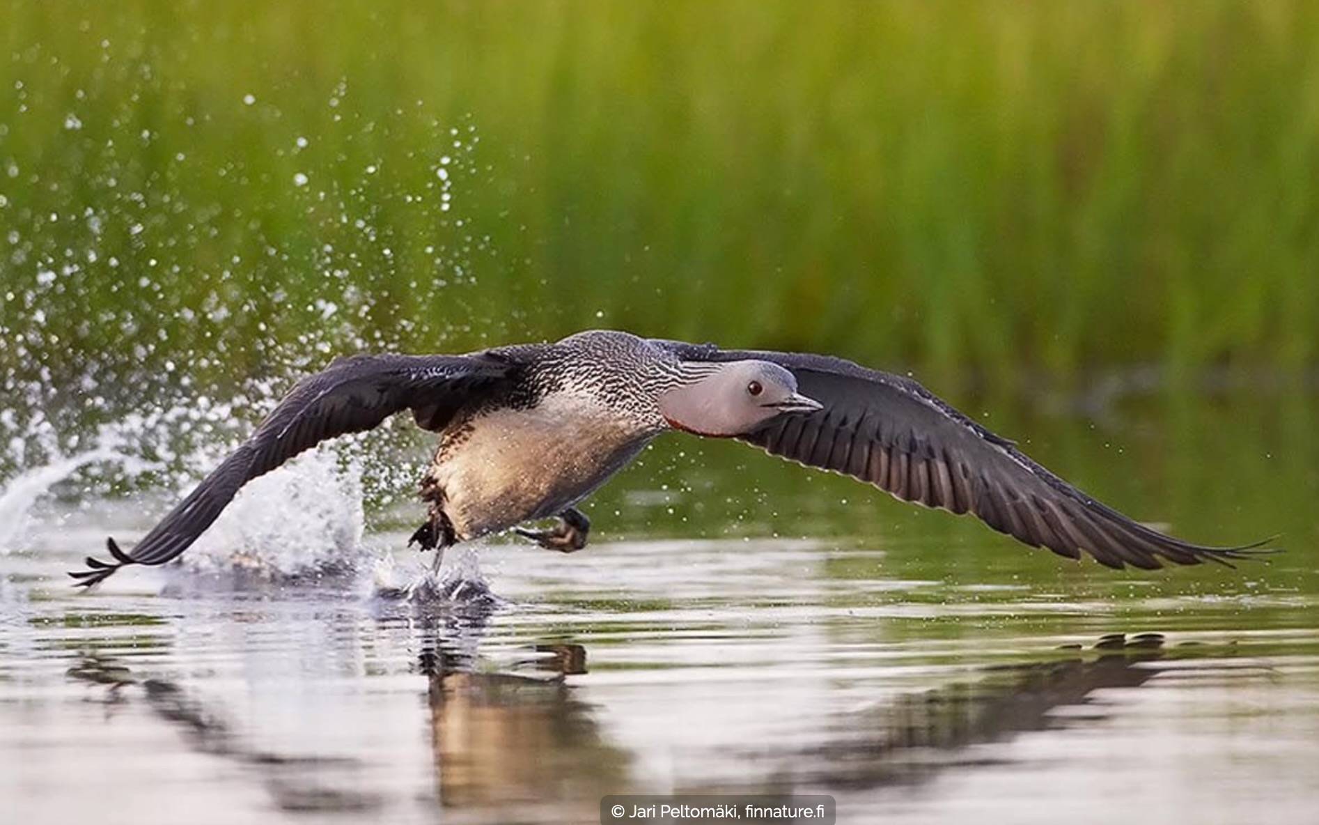 Red-throated Loon in flight ©Jari Peltomäki / Luontoportti.com.  Request permission for reuse https://luontoportti.com/en/f?language=en&url=%2Fprivacypolicy%23general